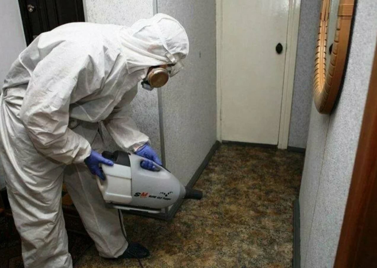 ФОТО Какие методы обработки для дезинсекции существуют в рабочем поселке Московской области Красково? | подробно