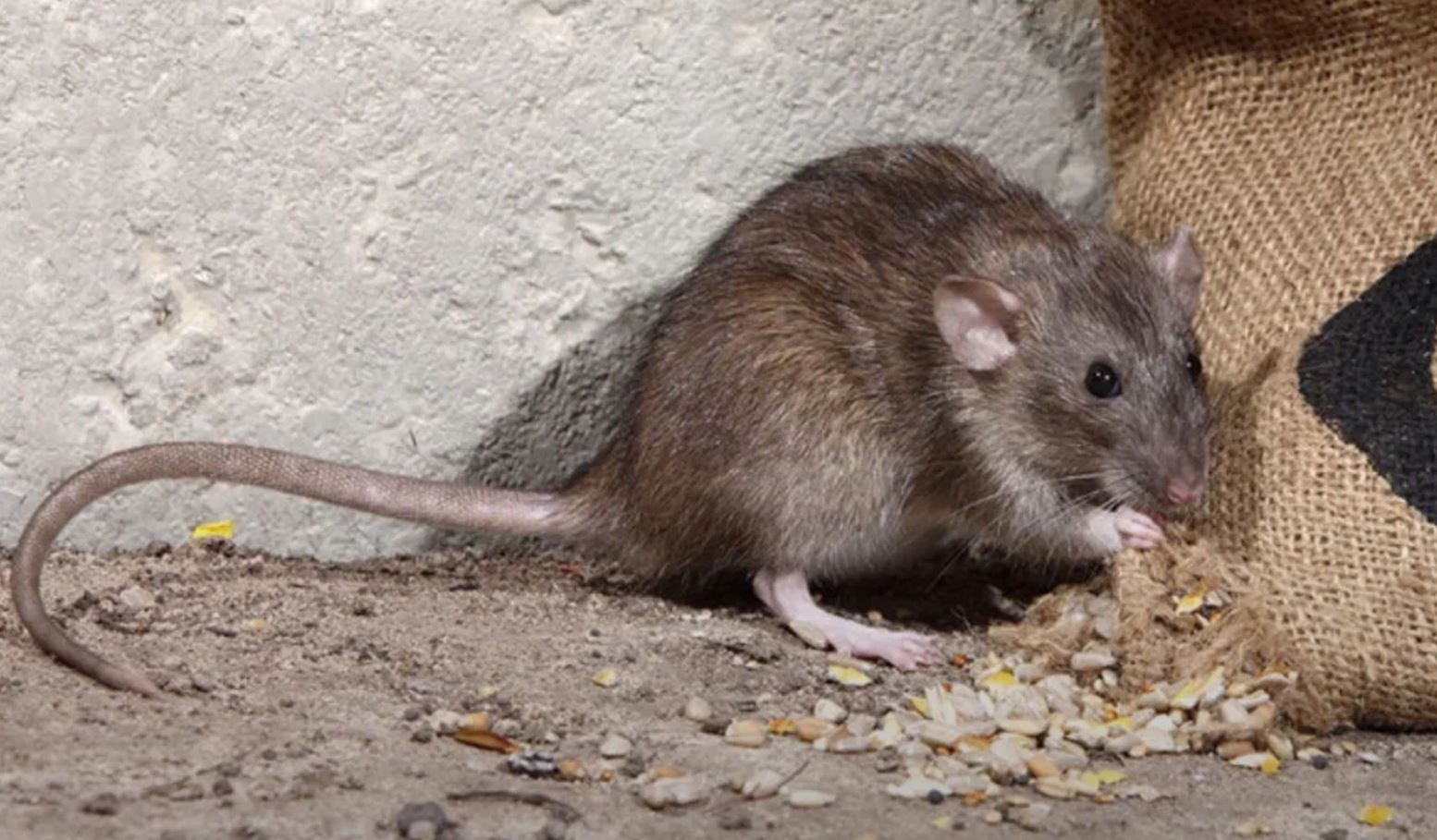 фото: Профессиональная дератизация в рабочем поселке Московской области Красково: <br/>+7-909-173-42-96