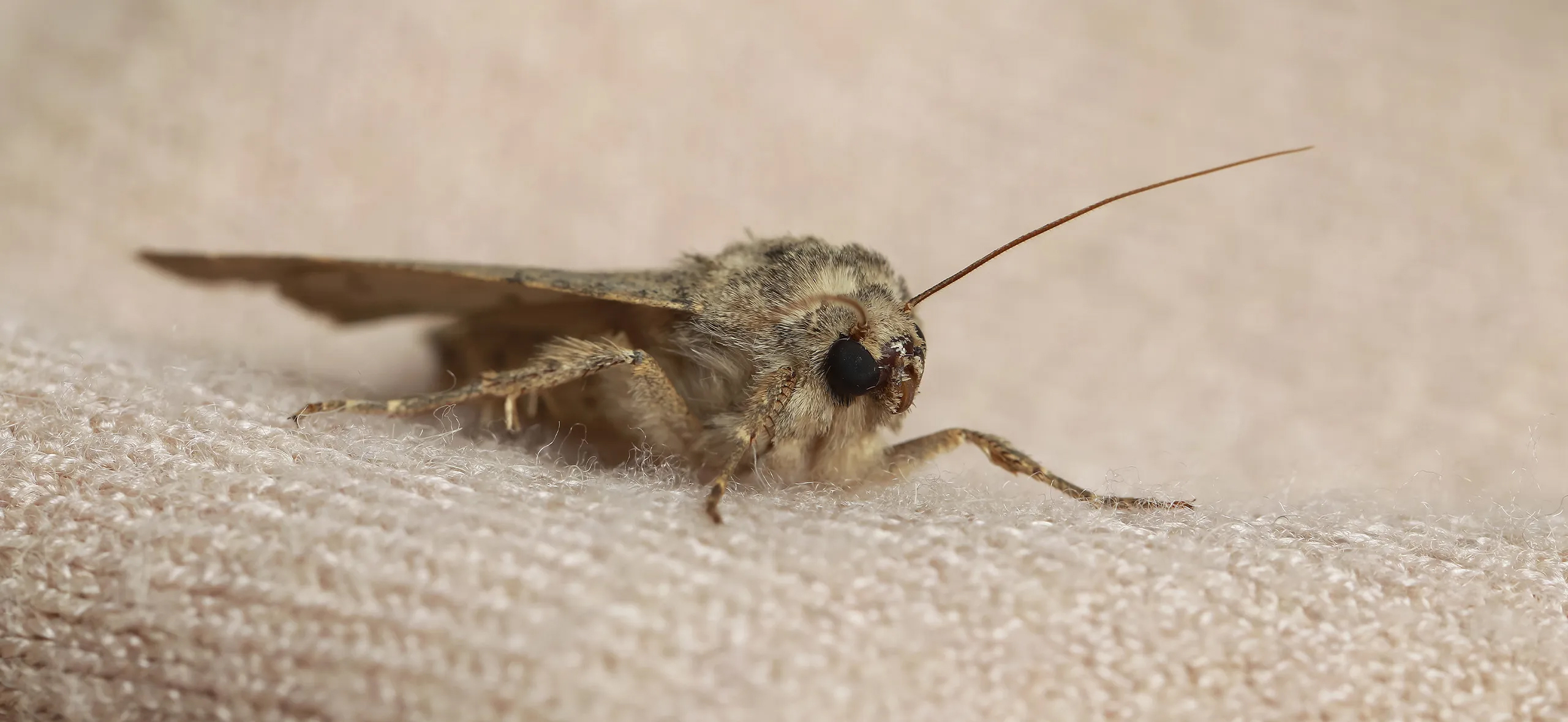 фото: Профессиональная обработка от моли в рабочем поселке Московской области Красково: <br/>+7-909-173-42-96